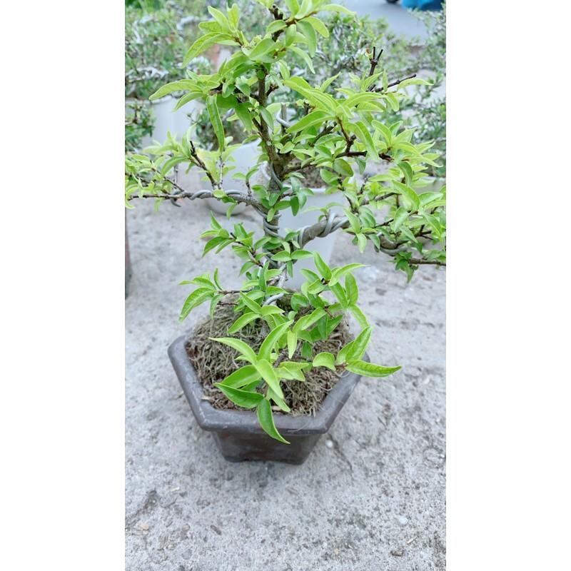 Mai Chiếu Thuỷ Bonsai Để Bàn