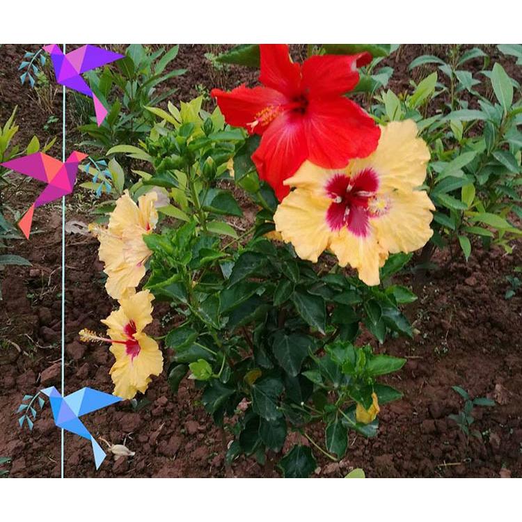 Hạt Giống Hoa Dâm Bụt Lùn Thái Nhiều Màu -