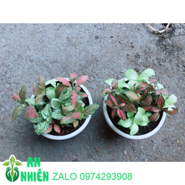 Combo 2 Chậu Cây Cẩm Nhung