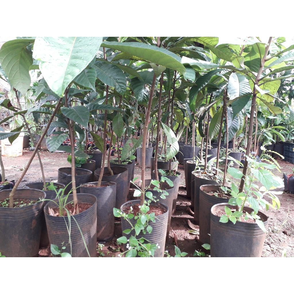 CÂY GIỐNG HỒNG XIÊM RUỘT ĐỔ KHỔNG LỒ