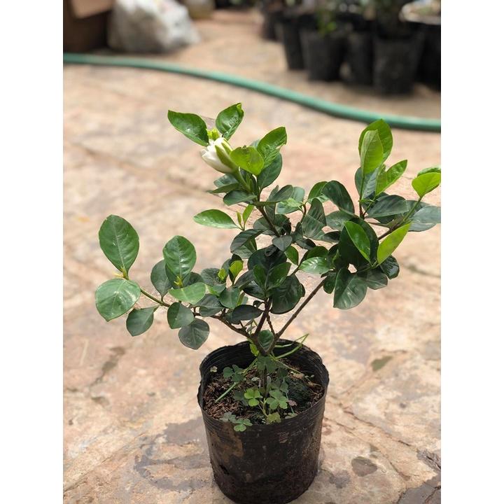 Cây hoa bạch thiên hương cao 50 - 60 cm đang nụ hoa