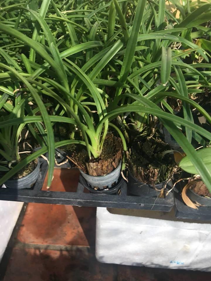 Hoa lan kiếm, Lan Kiếm đỏ cây đẹp sản phẩm mới