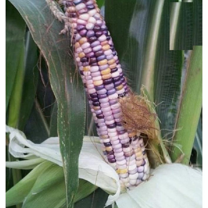 Hạt giống ngô nhiều màu  KNS3532 - Gói 30 hạt