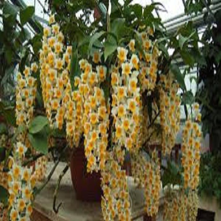 CHẬU LAN KIỀU VÀNG, KIỀU TRÒN,DÒNG LAN THỦY TIÊN - CHẬU TRỒNG THUẦN SIÊU ĐẸP