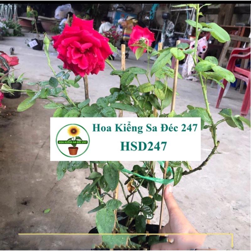 Hoa Hồng Nhung Sa Đéc