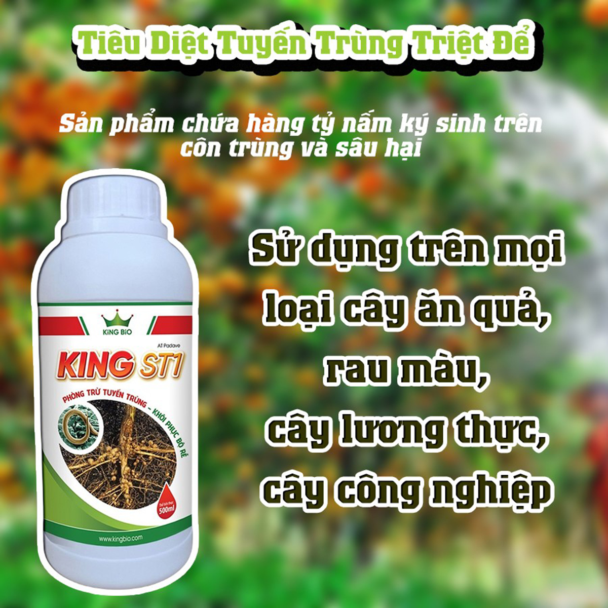 King ST1 - Cải tạo đất, Phòng trừ tuyến trùng, Khôi phục bộ rễ