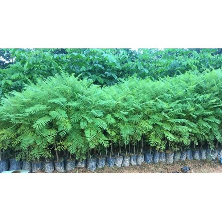Hoa phượng tím chùm ớt đà lạt- hàng gửi đi nguyên bầu giống + Tặng 01 cây dâu da đất