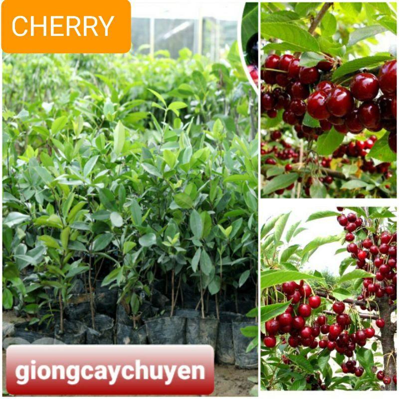 GIỐNG CÂY CHERRY BRAZIL