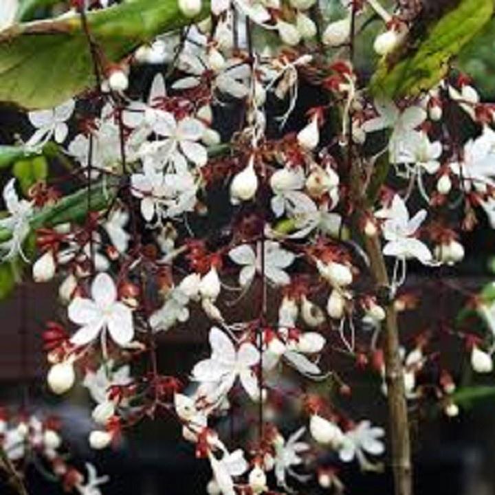 CHẬU CÂY " Dạ Ngọc Minh Châu "