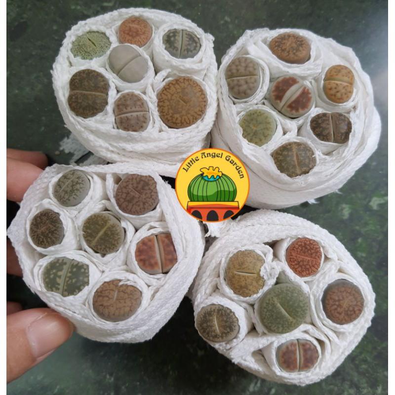 1 sen mông | thạch lan | lithops size 1cm - 2cm giao ngẫu nhiên