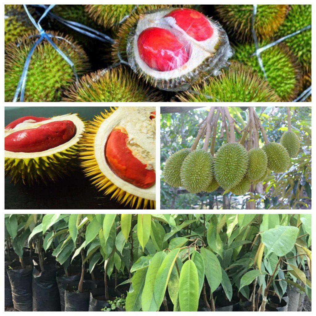 Cây SẦU RIÊNG RUỘT ĐỎ, cây giống mới to khỏe