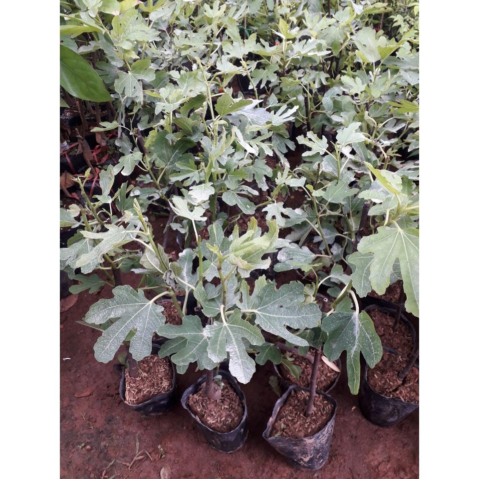 Cây GIỐNG Sung Mỹ Jinaofen