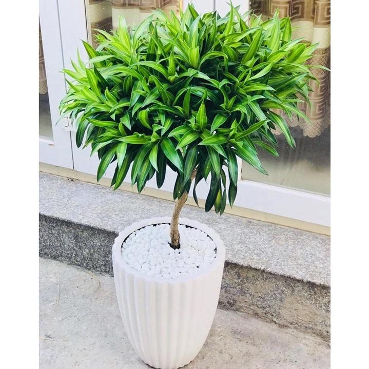 CÂY TRÚC BÁCH HỢP