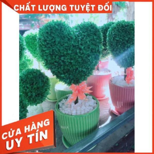 Cỏ may mắn hình trái tim