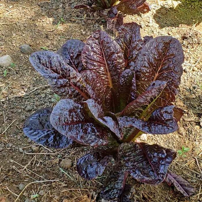 Hạt Giống Xà Lách Romaine Đỏ -