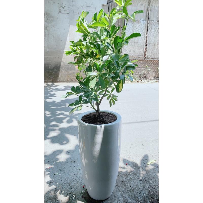 Chậu Cây Ngũ Gia Bì