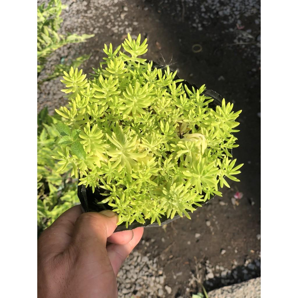 Cây Sedum - 10 giờ Úc