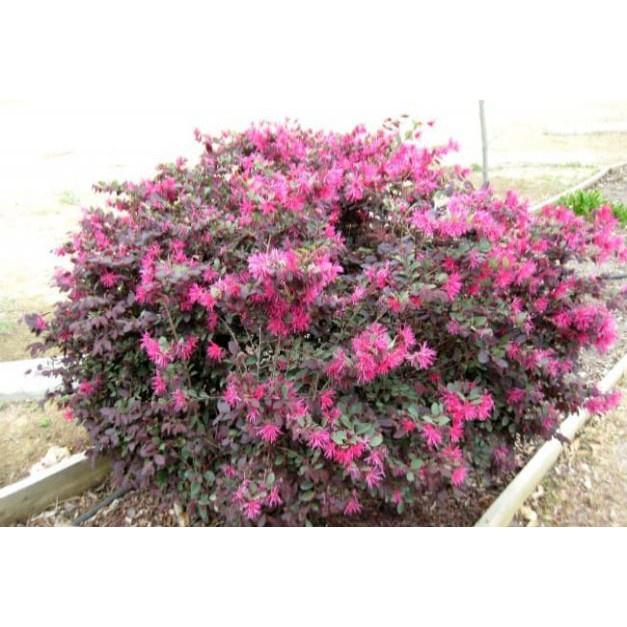 Cây Hồng Phụng