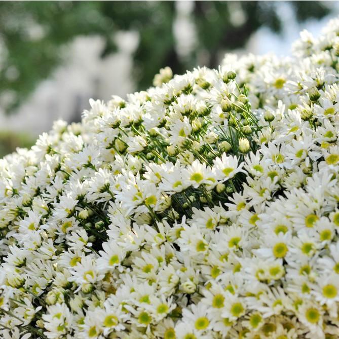 Hạt giống hoa cúc họa mi - Gói 100 hạt