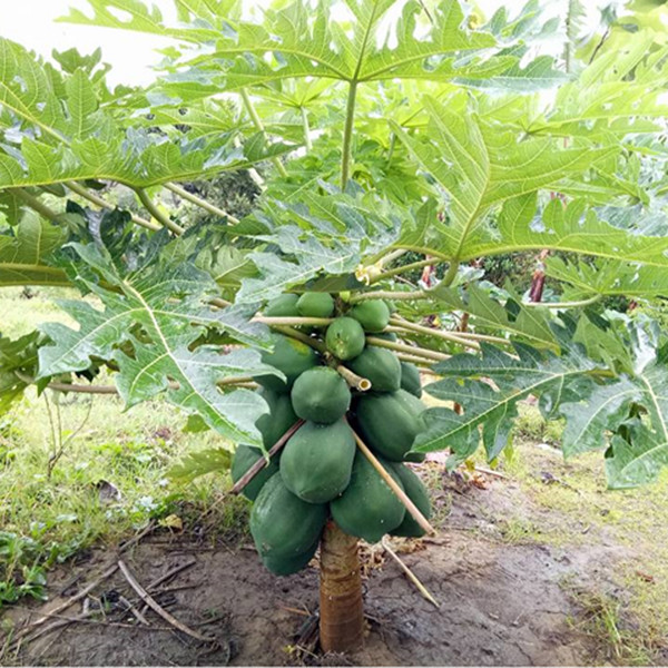 Hạt Giống Đu Đủ Hồng Phi