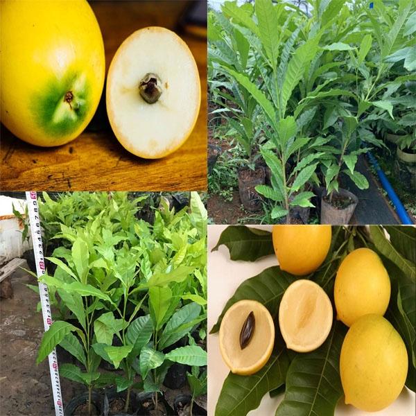 Cây giống Vú Sữa Hoàng Kim bầu to, cây đẹp như hình cao HƠN 1m ạ .