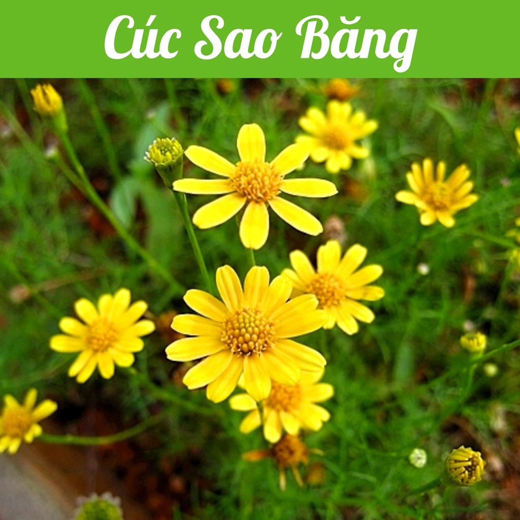 Hạt giống Hoa Cúc Sao Băng Rado 865 gói 0,03gr - Xuất xứ Hà Lan DỄ TRỒNG