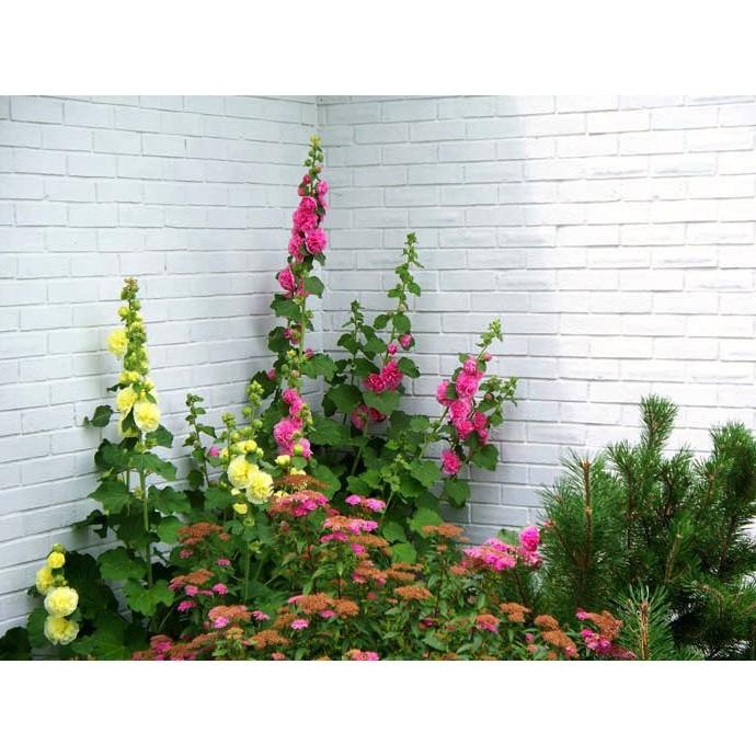 Hoa mãn đình hồng kép hỗn hợp - Alcea rose double mixed gói 25hạt