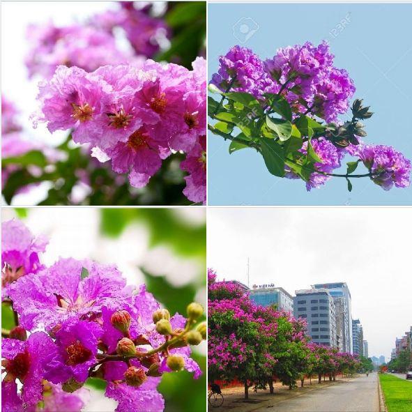 Hạt Giống Cây Hoa Bằng Lăng Tím KNS3512 - Gói 30 Hạt