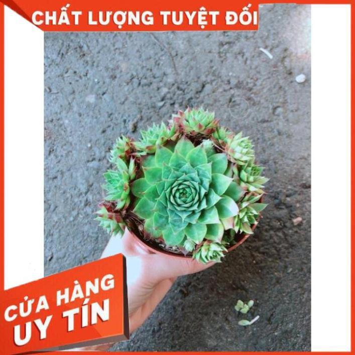 Chậu Phật Bà Xanh Nhiều Người Mua