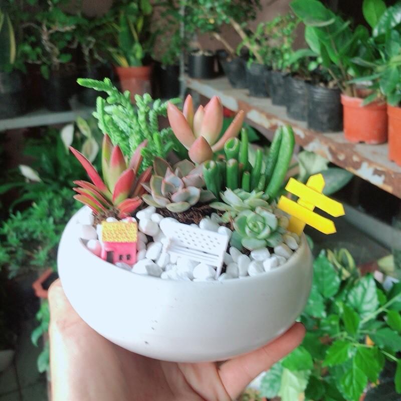 Chậu Sen Đá Tiểu Cảnh