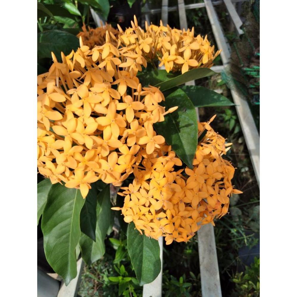 Cây mẫu đơn mỹ vàng cam