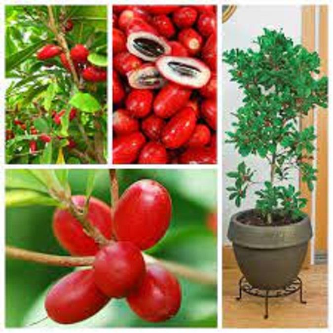 CÂY GIỐNG CÂY THẦN KỲ, CAM KẾT CHẤT LƯỢNG