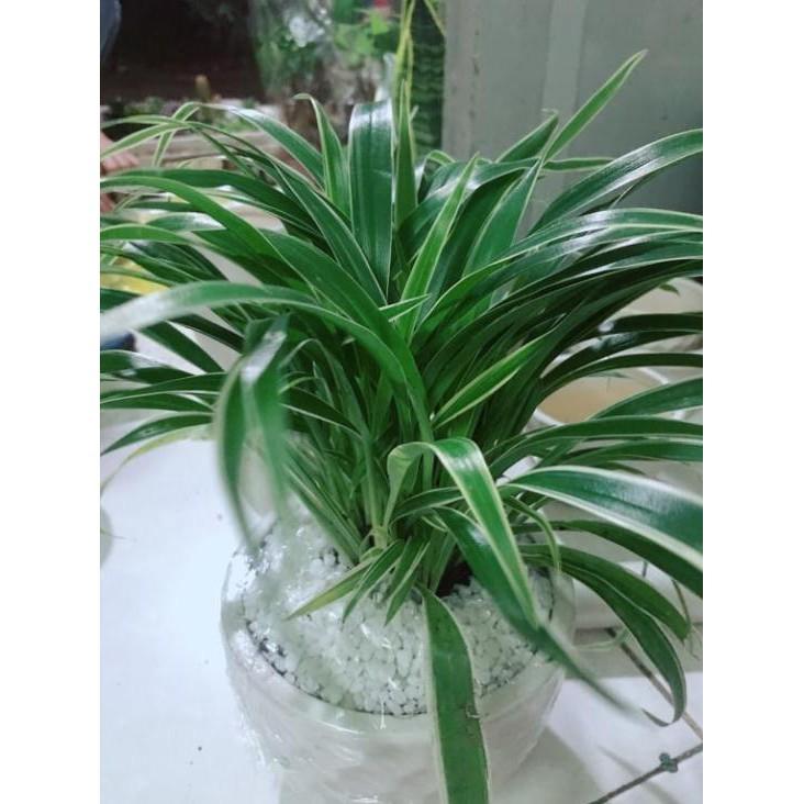 Chậu cây Lan chỉ Bán Chạy