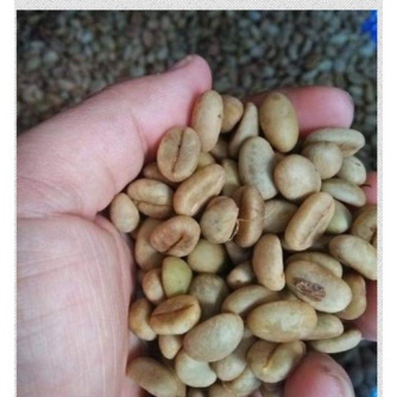 1KG HẠT GIỐNG CÀ PHÊ