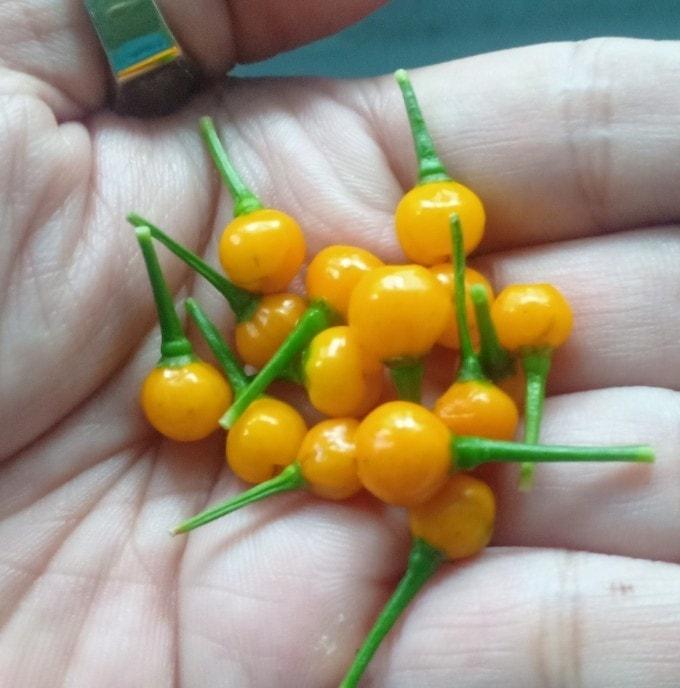 Cây giống ớt siêu cay Peru Aji Charapita