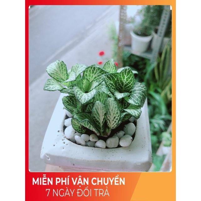 Cẩm Nhung  Kèm Chậu Sứ