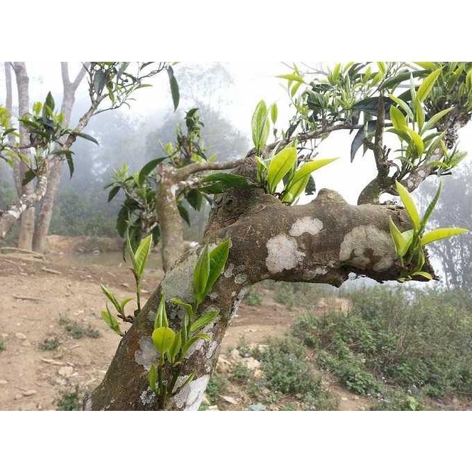 Cây giống trà tiến vua Hà Giang