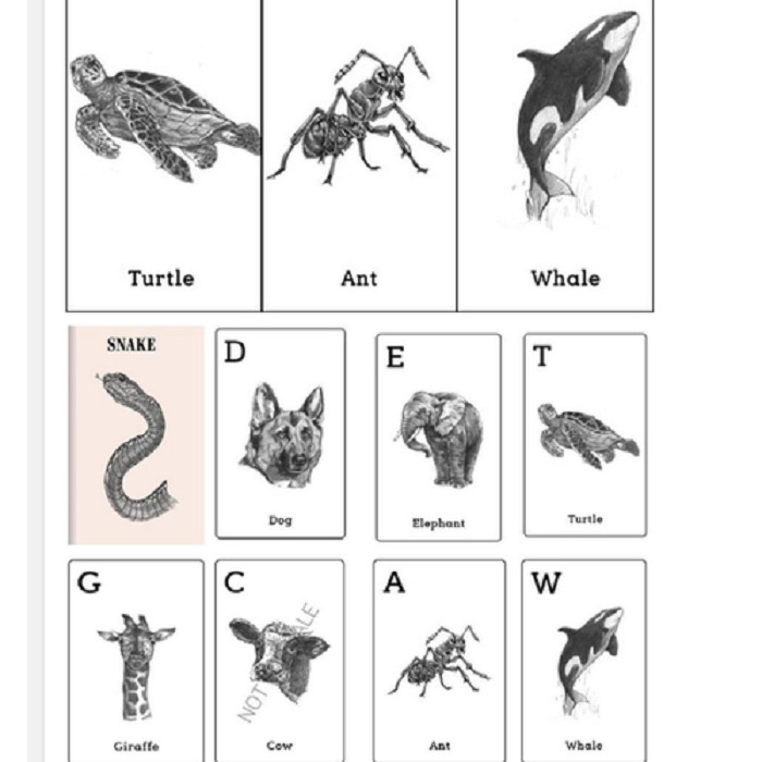 Bộ 46 thẻ học ANIMAL 4D - SPACE 4D