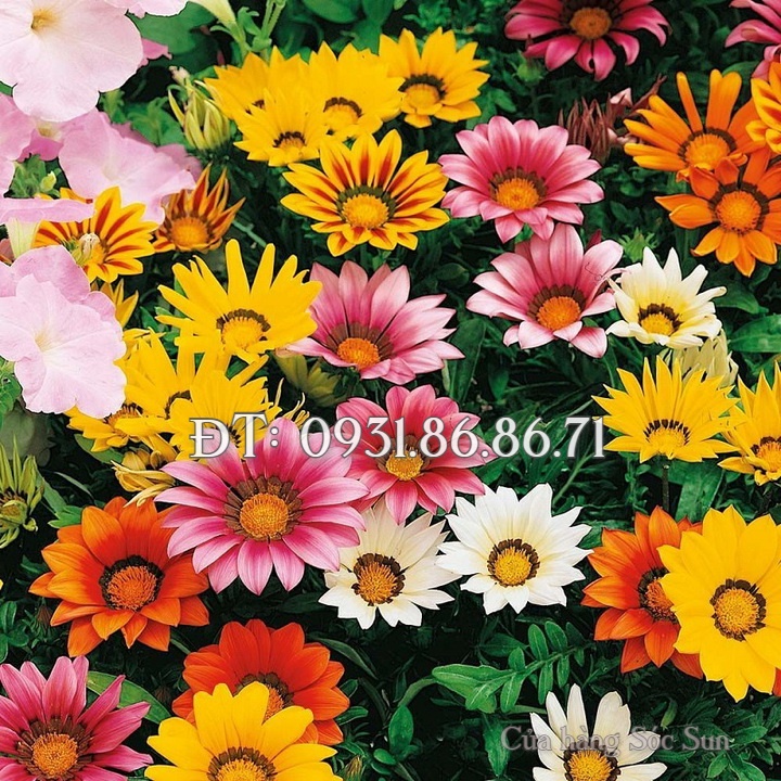 Hạt giống hoa cúc Gazania – Bịch 10 hạt – Mã số 1534