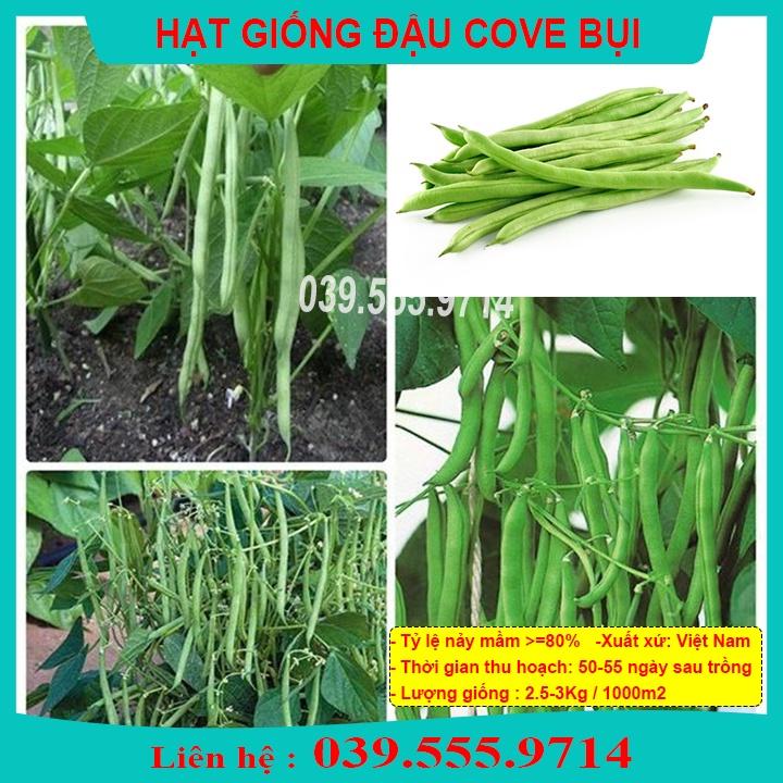 Hạt Giống Đậu Cove Bụi Lùn Xanh – Gói 50gram