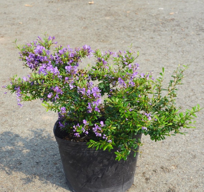 Cây Linh Sam Bonsai Bụi - Chậu Bonsai