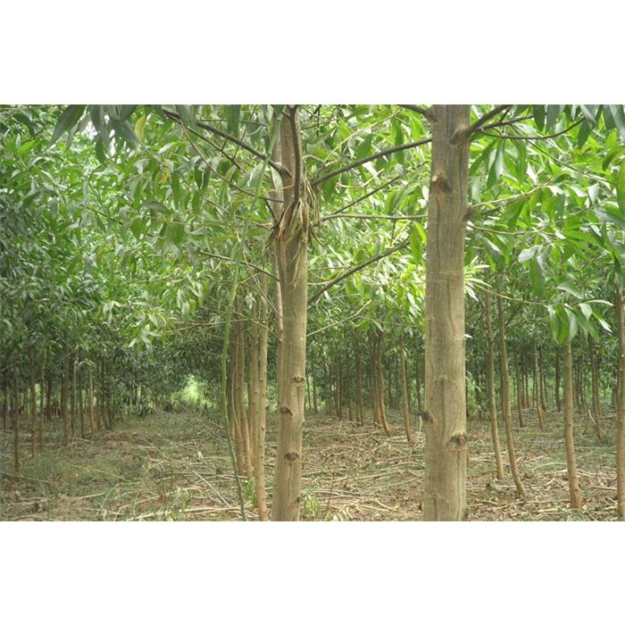 Giống cây Keo Lai