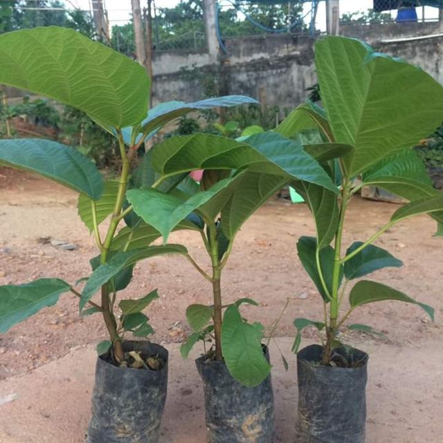 Cây Giống Vả mật xanh, ngoã mật