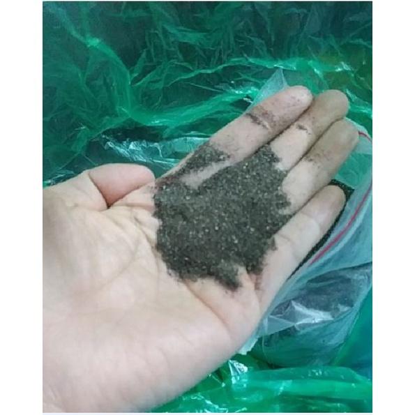 Hạt Giống Cây Nhân Trần CT209 - Gói 1gram