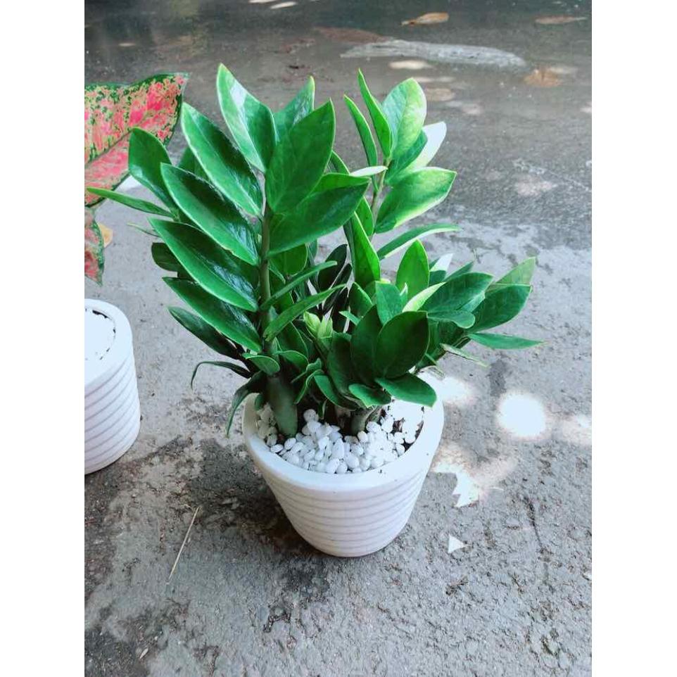 Chậu Kim Tiền Bán Chạy