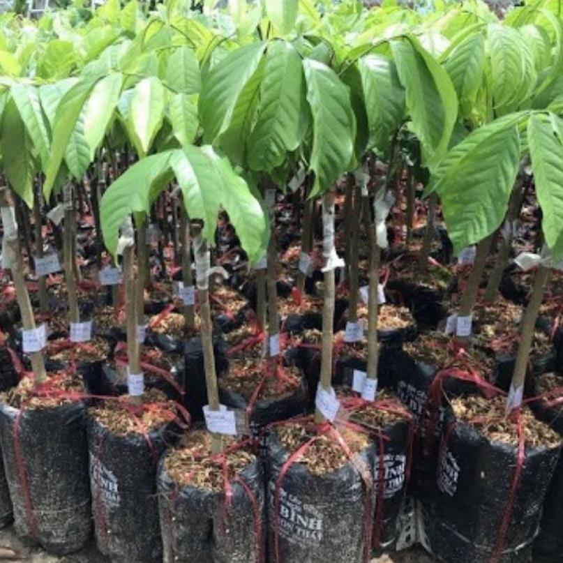 Cây giống bòn bon Thái Lan, giống bòn bon vàng