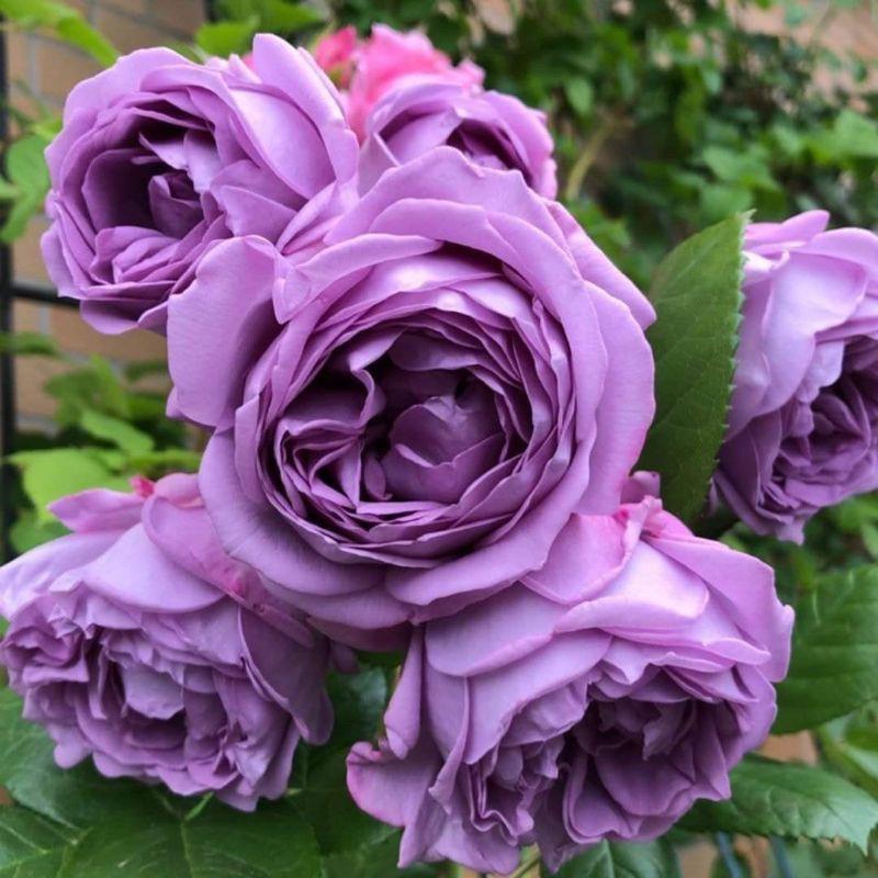 Hoa hồng tím Kinda Blue thân bụi, bền bông, siêng hoa- bầu to lớn, cây trưởng thành