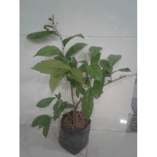 Cây xạ đen - cây giống