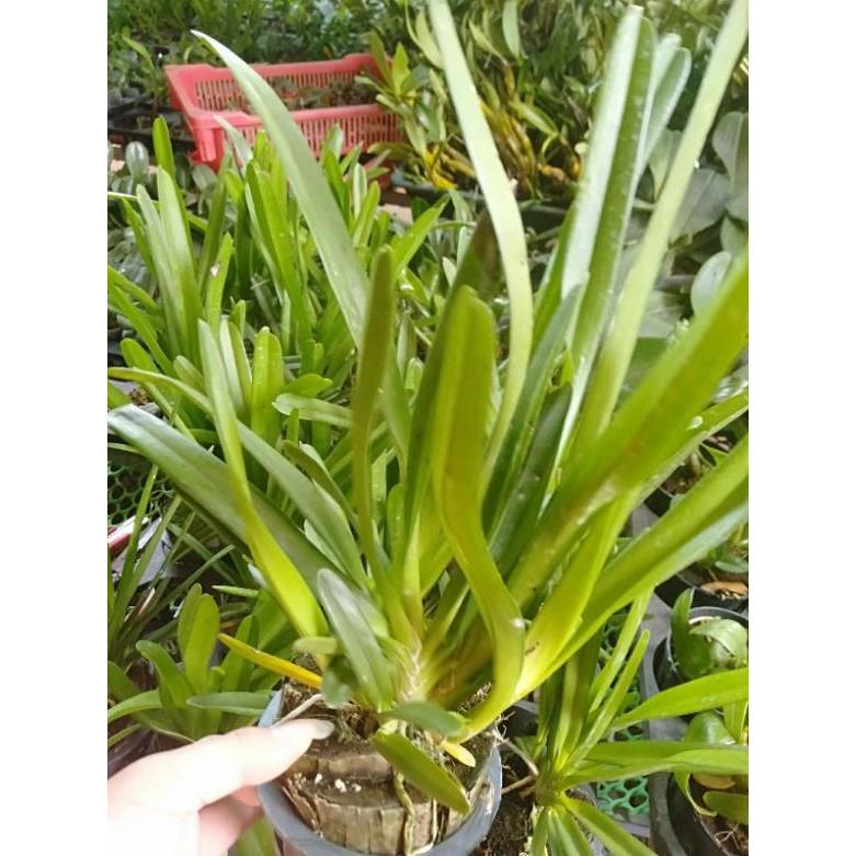Hoa phong lan kiếm lùn thái