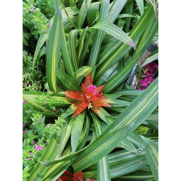 Cây Phát Lộc Hoa